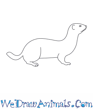 300x350 How To Draw A Weasel - Weasel Sketch