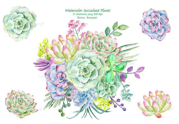 570x395 Watercolor Clipart Succulent Plant (Set1) Hand Painted Watercolor - Wedding Bouquet Sketch