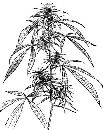 400x503 History Of Cannabis Part 1 - Weed Leaf Sketch