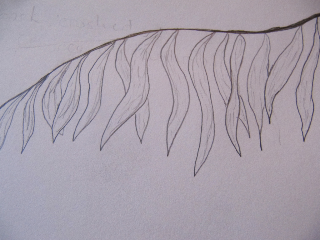 1024x768 Winter Weed Leaf Sketch Amelia - Weed Leaf Sketch
