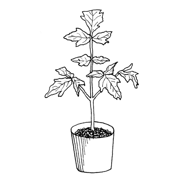 600x600 Drawn Pot Plant Small Plant - Weed Plant Sketch