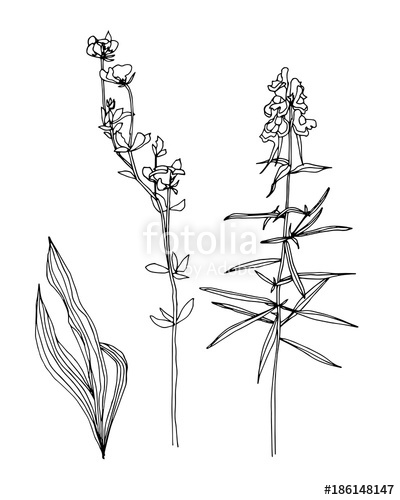 400x500 Hand Drawn Outline Plants. Set Of Weed Field Herbs. Sketch Style - Weed Plant Sketch