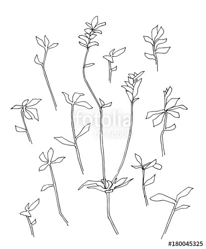 414x500 Hand Drawn Plant. Set Of Branches With Leaves. Sketch Style Vector - Weed Plant Sketch