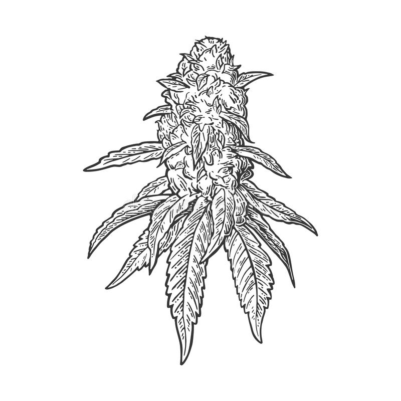 Weed Plant Sketch at Explore collection of Weed