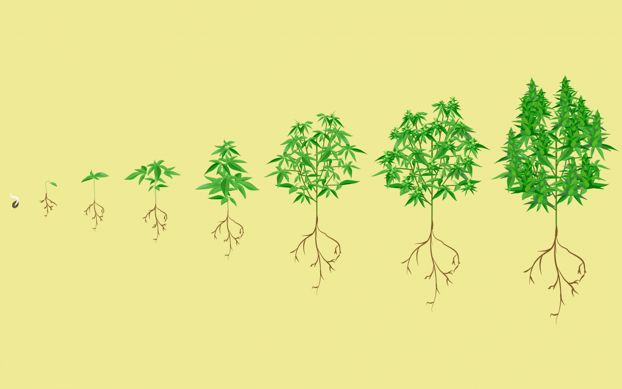 1280x800 Stages Of The Marijuana Plant Growth Cycle In Pictures Leafly - Weed Plant Sketch