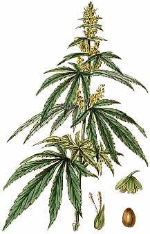 217x337 Cannabis Sativa Drawings And Science Renderings - Weed Plant Sketch
