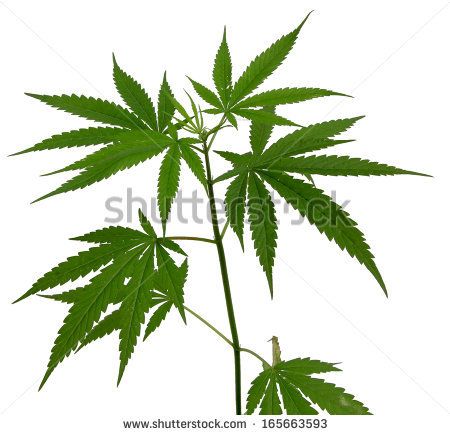 450x435 Marijuana Art Drawings Weed Plants Drawings Young Cannabis Plant - Weed Plant Sketch