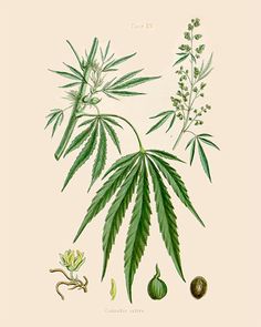 Weed Plant Sketch at PaintingValley.com | Explore collection of Weed ...