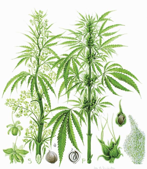 Weed Plant Sketch at PaintingValley.com | Explore collection of Weed ...