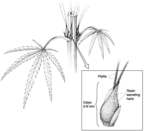 471x428 Can Marijuana Help Marijuana As Medicine The Science Beyond - Weed Plant Sketch