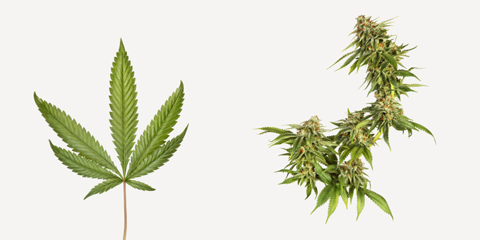 680x340 Celebrating 420 With 13 Ways Of Looking - Weed Plant Sketch