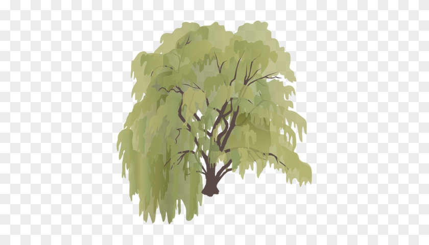 840x480 Salix X Sepulcralis - Weeping Willow Sketch
