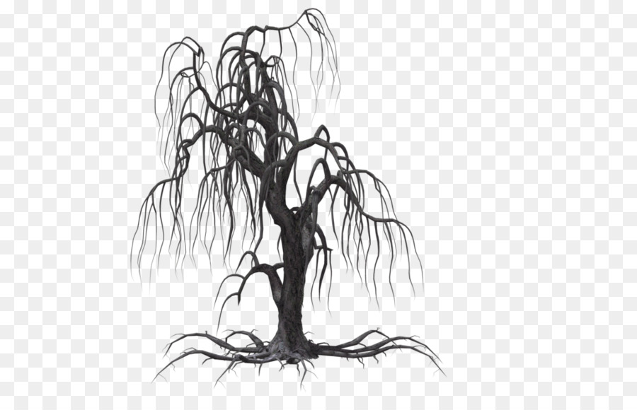 900x580 Tree Weeping Willow Drawing Clip Art - Weeping Willow Sketch