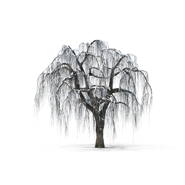 600x600 Weeping Png Images Amp Psds For Download Pixelsquid - Weeping Willow Sketch