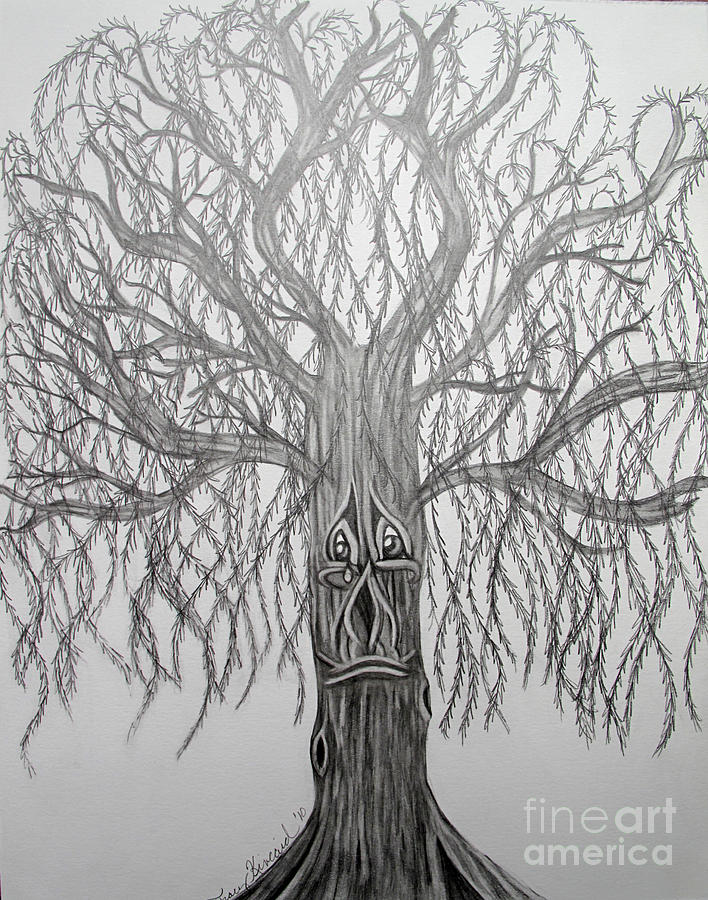 708x900 Weeping Willow Bw Painting By Tracy Kincaid - Weeping Willow Sketch