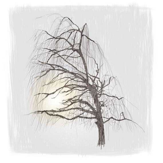 570x570 Weeping Willow Digital Print Etsy - Weeping Willow Sketch