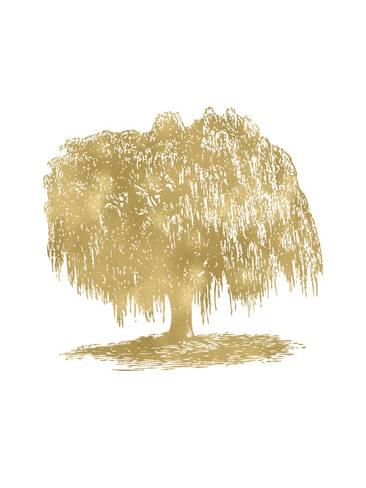 366x488 Weeping Willow Tree Golden White Giclee Print By Amy Brinkman - Weeping Willow Sketch