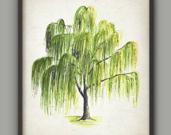 340x270 Weeping Willow Etsy - Weeping Willow Sketch