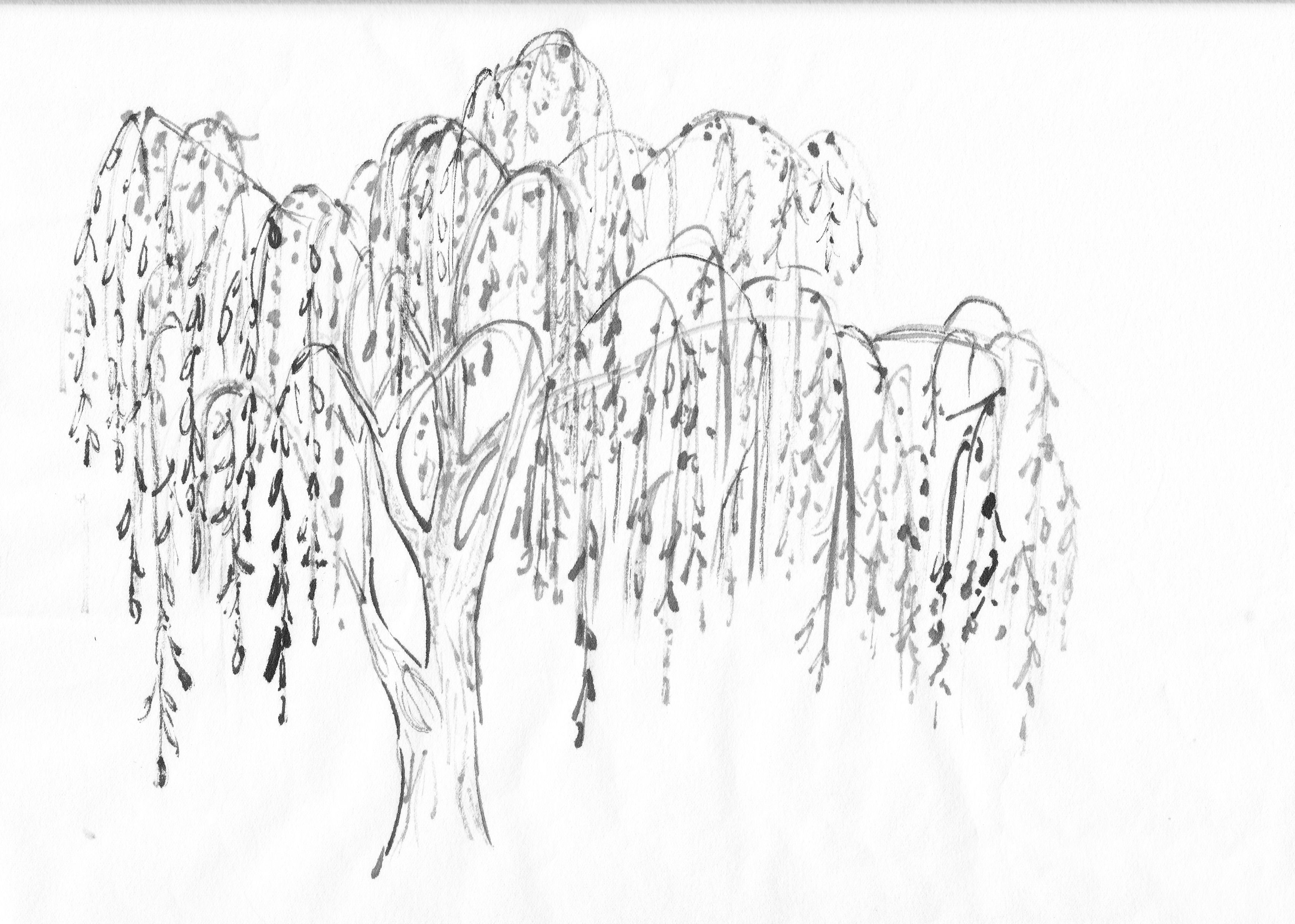 3397x2424 Willow Tree Clipart Wall Decorations Any Room - Weeping Willow Sketch