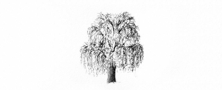 850x346 How To Draw Trees - Weeping Willow Sketch
