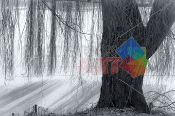 340x227 Stock Photo Of Monochrome Image Of Weeping Willow Tree With - Weeping Willow Tree Sketch