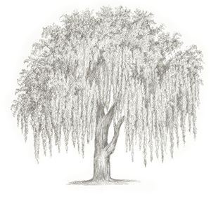 300x294 Weeping Willow - Weeping Willow Tree Sketch