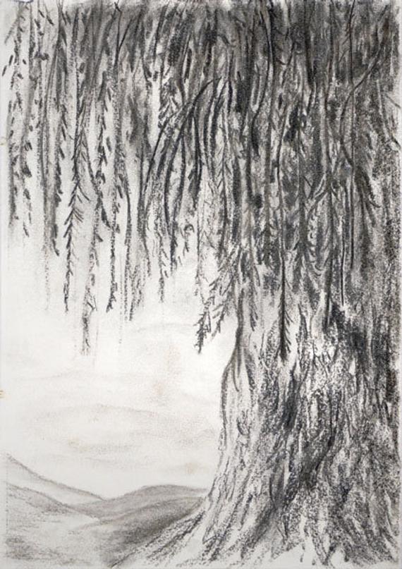 Weeping Willow Tree Sketch at PaintingValley.com | Explore collection ...