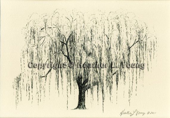 570x396 Weeping Willow Tree Drawing - Weeping Willow Tree Sketch