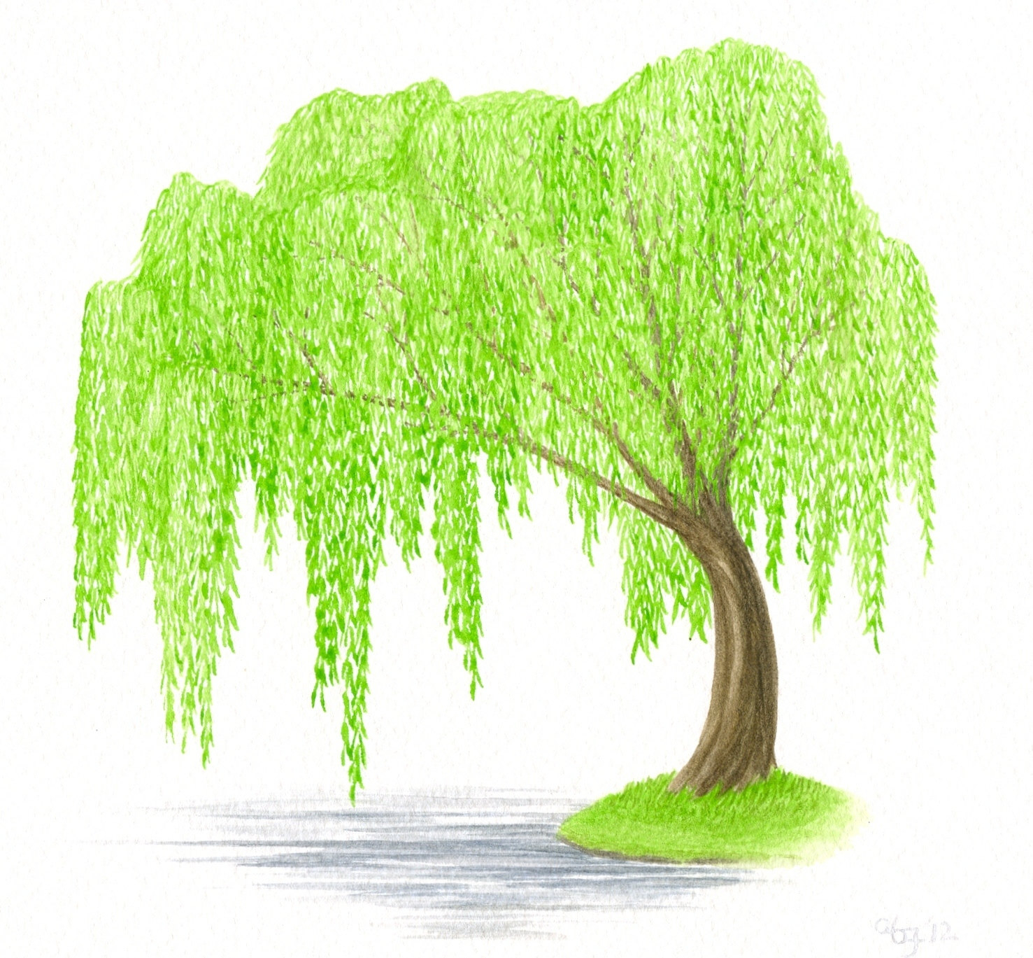 Weeping Willow Tree Sketch at Explore collection