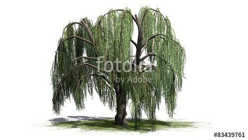 500x282 Weeping Willow Tree - Weeping Willow Tree Sketch