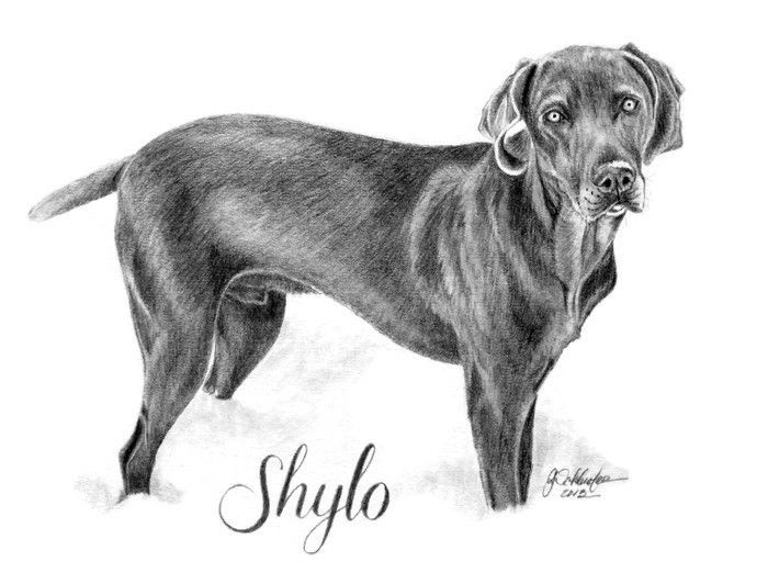 700x532 Shylo The - Weimaraner Sketch