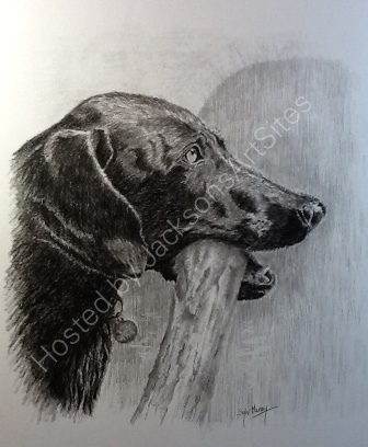 336x408 Sylviemaneyart Weimaraner Sketch - Weimaraner Sketch