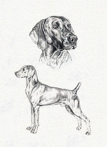 218x300 Weimaraner Charming Dog Greetings Note Card Full Dog And Head - Weimaraner Sketch