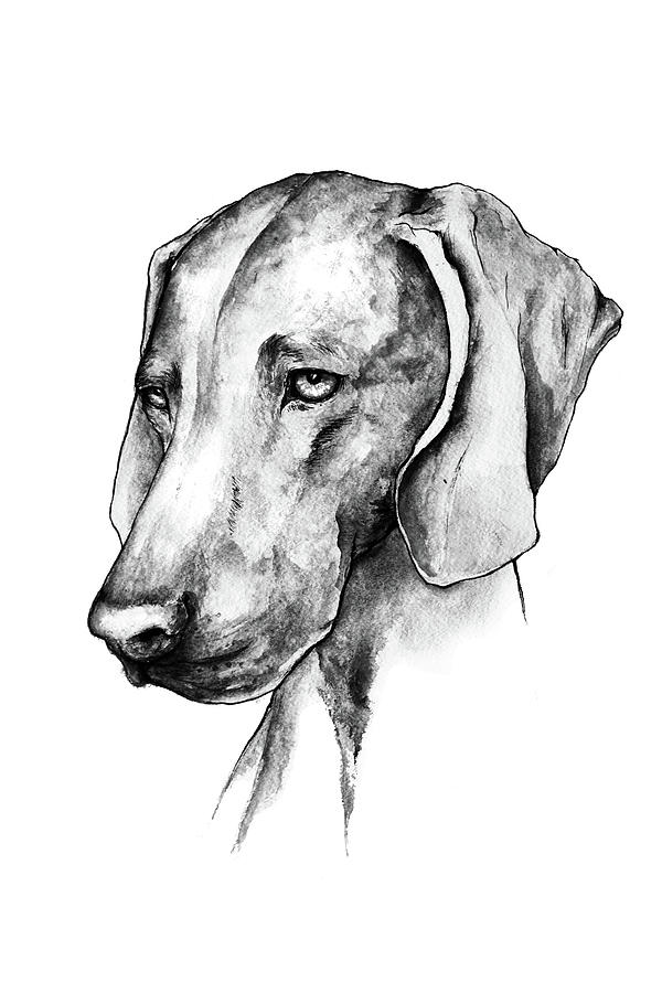 600x900 Weimaraner Black And White Painting By Jessica Deveau - Weimaraner Sketch