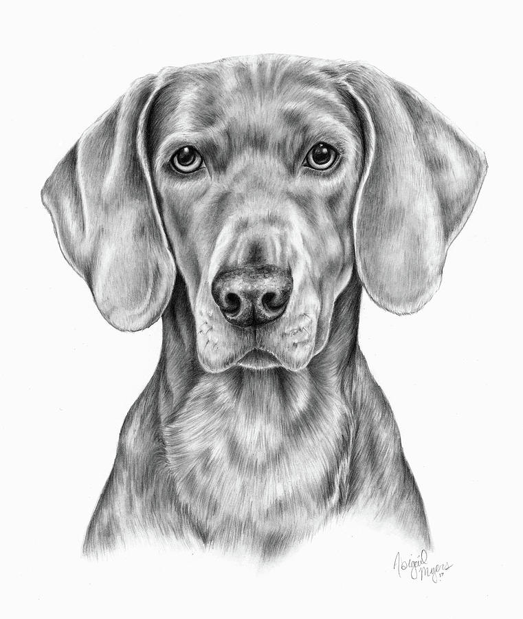 761x900 Weimaraner Drawing By Abigail Myers - Weimaraner Sketch