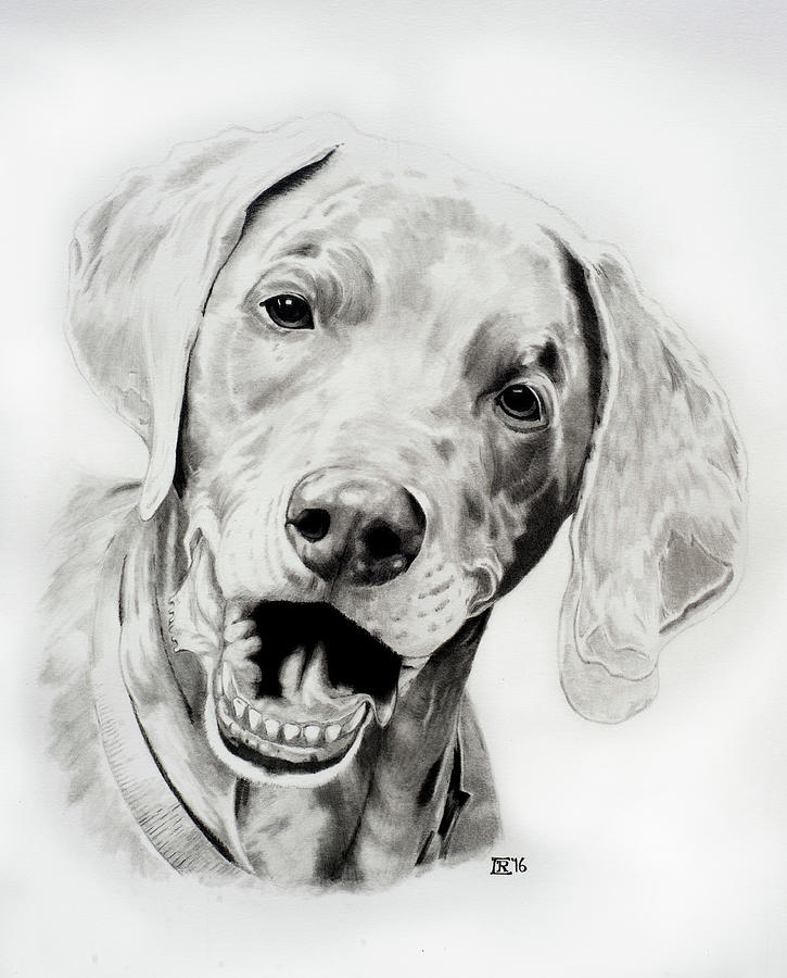 725x900 Weimaraner Drawing By Chris Randall - Weimaraner Sketch
