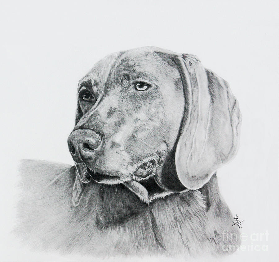 900x843 Weimaraner Drawing By Terri Mills - Weimaraner Sketch