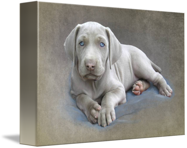 650x513 Weimaraner Puppy Sketch By Leslie Nicole - Weimaraner Sketch
