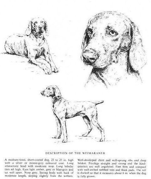 482x574 Weimaraner Vintage Dog Art Prints, Gifts And Artwork From - Weimaraner Sketch