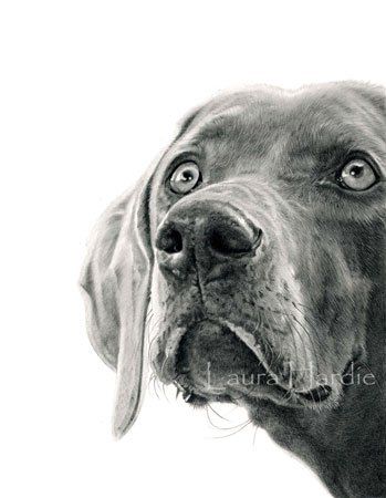 349x450 Weimaraner Graphite Drawing - Weimaraner Sketch