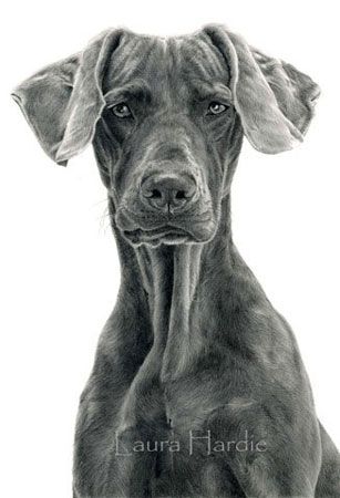 307x450 Weimaraner Graphite Drawing Pencil Drawings In 2018 - Weimaraner Sketch