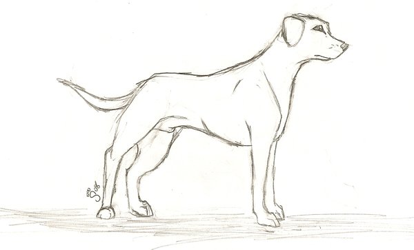 600x363 Weimaraner Sketch By Verybluebird - Weimaraner Sketch