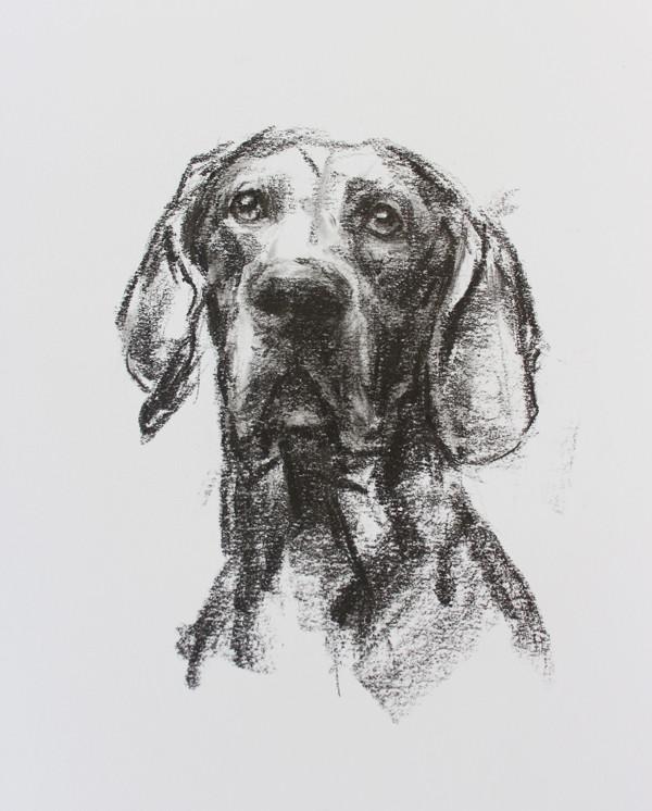 600x746 Weimaraner Sketch Drawing Original - Weimaraner Sketch