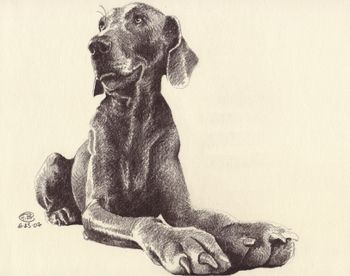 350x276 Love This Sketch Peace...love And Weimaraners. - Weimaraner Sketch