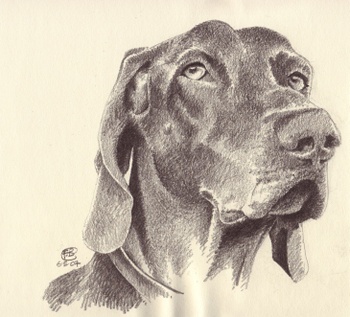 350x317 Wagonized Dubious Weimaraner - Weimaraner Sketch