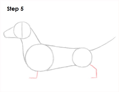 500x386 How To Draw A Dog (Dachshund) - Weiner Dog Sketch