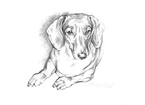 300x218 Dachshund Drawings Fine Art America - Weiner Dog Sketch