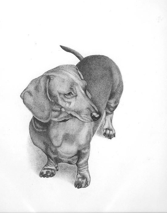 550x700 Dachshund Paintings Dachshund Drawing - Weiner Dog Sketch