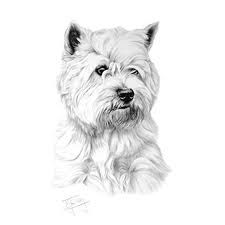 West Highland Terrier Sketch