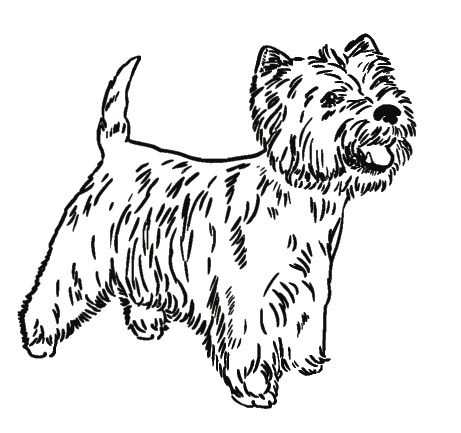 461x433 Per Pet Ually Yours Blog Archive Test - West Highland Terrier Sketch
